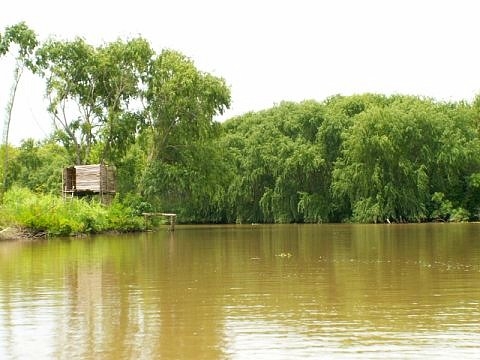 Tigre argentine images