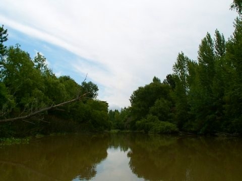 Tigre argentine images