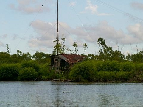 Tigre argentine images