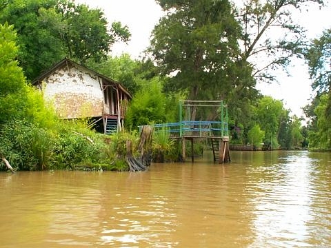 Tigre argentine images