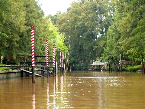 Tigre argentine images