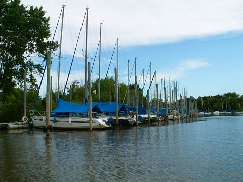 Tigre argentine images