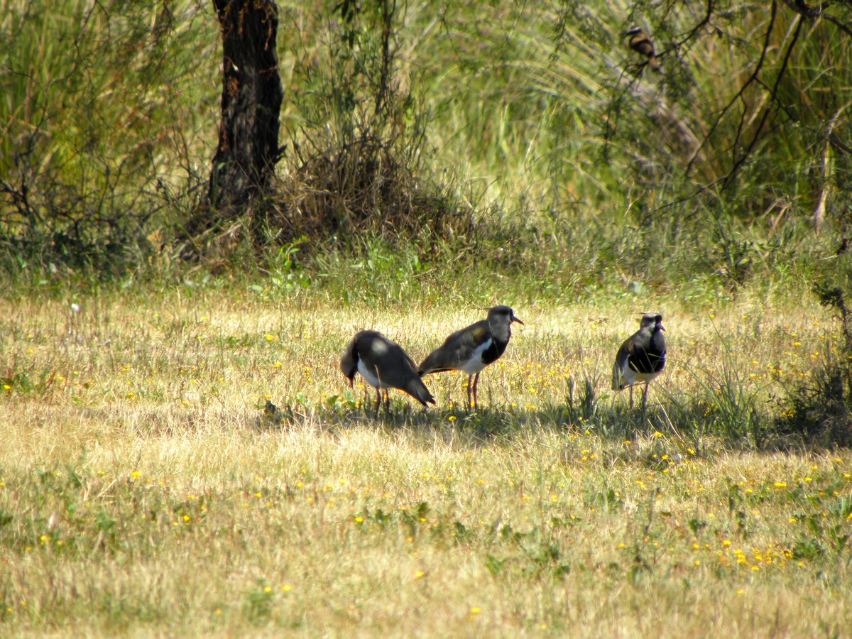 Gualeguaychu