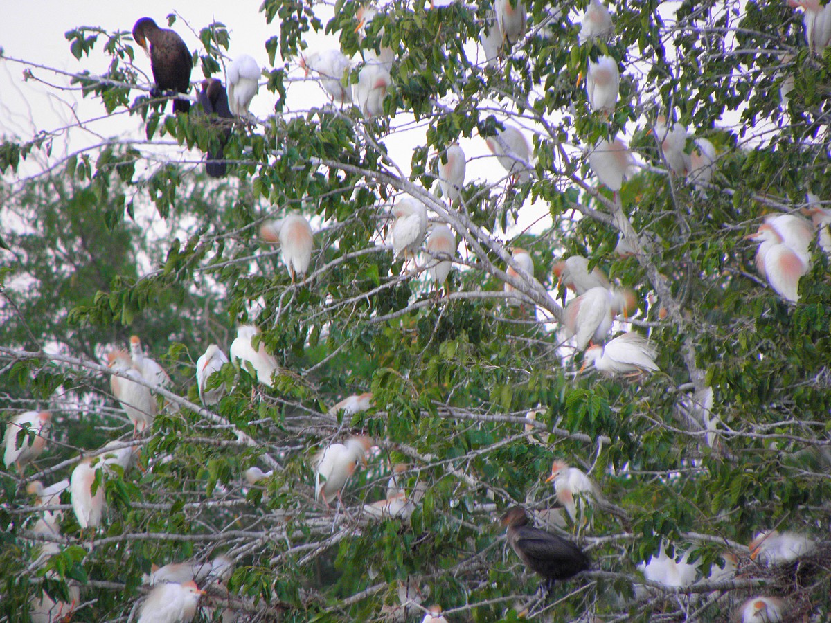 Gualeguaychu