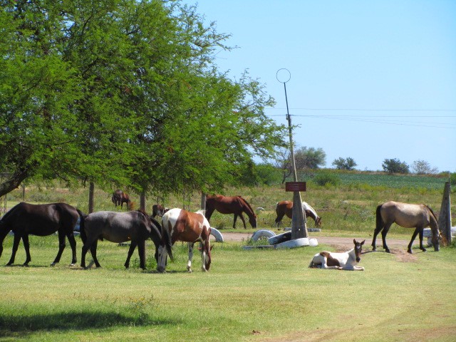 victoria argentine images