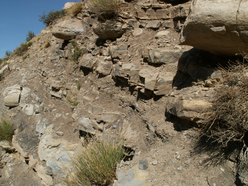<i><h5>Malargue,des fossiles de la période jurassique</i>
